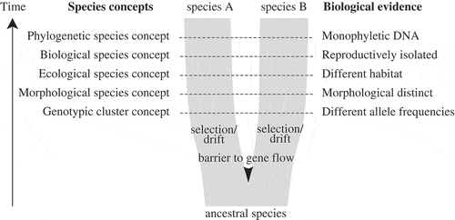Fig. 1. Simplified diagram of speciation, species concepts and corresponding biological properties of species (after de Queiroz, Citation2007). As populations separate by a barrier to gene flow, independently acting selection and drift will result in two daughter lineages with separate evolutionary trajectories. Through time, these daughter lineages will acquire different properties, which have traditionally served as biological evidence for species delimitation, corresponding to different species concepts. During the process of speciation, these secondary properties do not necessarily arise at the same time or in a regular order, and therefore different species concepts may come into conflict, especially during early stages of speciation.