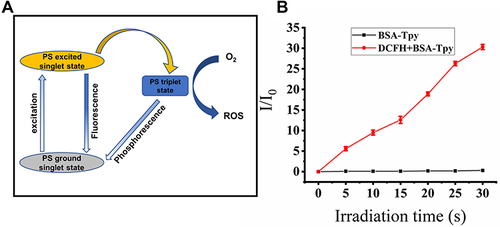 Figure 2 (A) The process and mechanism of ROS produced by materials under light irradiation. (B) Plotting of relative PL intensity (I/I0) at 525 nm versus the irradiation time.
