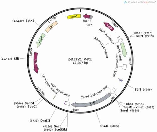 Figure 8. Schematic illustration of the pBI121-KatE constructed binary vector; Abbreviations: RB: right border; nosP: nopaline synthase (NOS) promoter; NPT-II (KanR): neomycin phosphotransferase-II gene; nosT: nopaline synthase (NOS) terminator; 35SP: cauliflower mosaic virus (CaMV) 35S promoter; katE: E. coli catalase gene; LB: left border