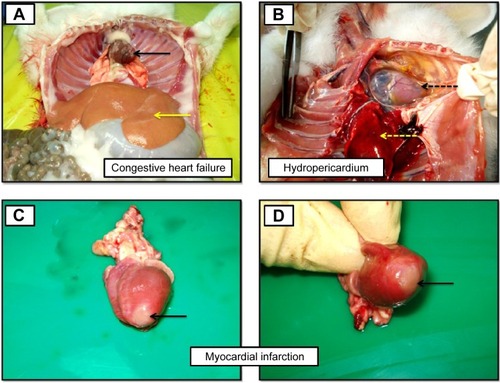 Figure 5 Photographs demonstrating the gross morphological lesions of heart in hypercholesterolemic rabbits from the HCD group.