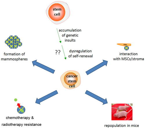 Figure 1 Origins and properties of breast cancer stem cells (CSCs). Origins of CSCs are unclear but may involve accumulation of genetic damage and dysregulation of normal self-renewal. Defining properties include resistance to chemotherapy, mammosphere formation, and in vivo tumor generation in immunodeficient mice.Citation9