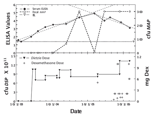Figure 6 Longitudinal ELISA and fecal values for cow, 232, with initial Stage II and then Stage III disease at different doses of Dietzia and dexamethasone. Upper panel, solid line is ELISA OD405 nm values and dashed line is fecal MAP. Symbol (+) signifies a positive AGID. Thin dashed lines denote best-fit of ELISA values. BL is 1.4 ELISA-positive/negative cutoff. Lower panel, dose of Dietzia and dexamethasone.