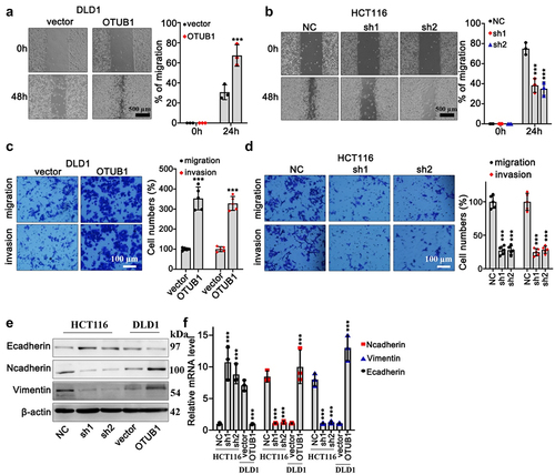 Figure 3. Impact of OTUB1 overexpression in CRC tumor cell migration and invasion. (a-b) Wound healing test on DLD1 and HCT116 cell line correspondingly transfected with OTUB1 overexpression vectors and specific shRNAs (100X). (c-d) Transwell test on DLD1 and HCT116 cell groups correspondingly transfected with OTUB1 overexpression vectors and specific shRNAs (400X). (e-f) WB and qRT-PCT analysis on the protein and mRNA expression of several EMT-related proteins in different cell groups correspondingly transfected with OTUB1 specific shRNAs and overexpression vectors. *** p < 0.001 compared with group NC or vector.