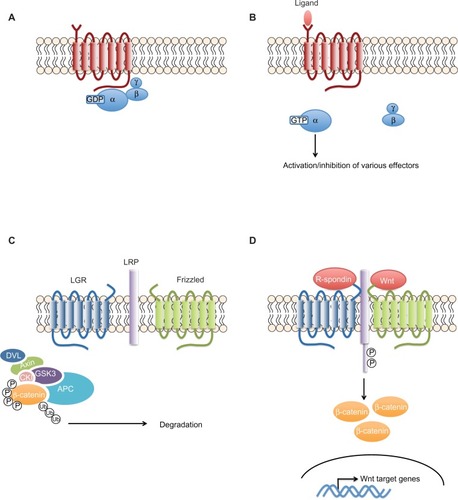 Figure 2 The G-protein coupled receptors signaling pathway.Notes: (A) The seven transmembrane domains of the GPCRs activate a panel of heterotrimeric G-proteins that differ at the level of their α-subunits. (B) Upon ligand stimulation of the GPCR, the α-subunit separates from the β- and γ-subunits and activates or inhibits different cytoplasmic enzymes. (C and D) In contrast to classical GPCRs, LGR4–6 do not activate heterotrimeric G-proteins to transduce the signal. Rather, upon R-spondin binding, they recruit the LRP–frizzled receptor complex, which binds to Wnt ligands, leading to the phosphorylation of LRP. The receptor complex then recruits the axin complex. β-catenin is no longer marked by phosphorylation for degradation, leading to its stabilization and accumulation and, ultimately, translocation into the nucleus. Based on Schuijers and Clevers with the permission of John Wiley and Sons. Adult mammalian stem cells: the role of Wnt, Lgr5 and R-spondins. EMBO J. 2012;31(12):2685–2696.Citation91Abbreviations: APC, adenomatous polyposis coli; CKI, casein kinase I; GDP, guanosine diphosphate; GPCR, G-protein-coupled receptor; GSK3, glycogen synthase kinase 3; GTP, guanosine triphosphate; LGR, leucine-rich repeat-containing GPCR; LRP, lipoprotein receptor-related protein; P, phosphate group; DVL, Dishevelled; Ub, Ubiquitin.