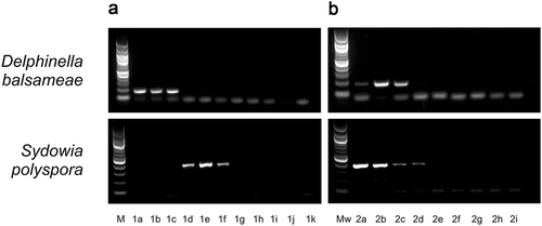 Fig. 3 a, Sensitivity and b, specificity assays for detection tools developed to identify Delphinella balsameae (upper panels) and Sydowia polyspora (lower panels). a, lane M: DNA marker (100-bp ladder), lanes 1a to 1h: 10-fold dilutions from 10 ng to 1 fg, lane i: no DNA template control. b, lane Mw: DNA marker (1-kb ladder), 2a: Allantophomopsis sp., 2b: Scleroconidioma sphagnicola, 2c: Aureobasidium pullulans, 2d: Endoconidioma populi, 2e: S. polyspora, 2f: D. balsameae, 2g: Rhizosphaera pini, 2h: Rhizoctonia sp., 2i: Phoma sp.