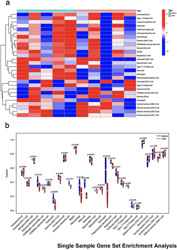 Figure 4 (a) Heatmap and (b) Violin plot of the difference in immune cell enrichment scores between samples from the Hashimoto’s basic treatment group (Before group) versus Hashimoto’s basic treatment combined with vitamin D2 treatment group (After group). Red in the boxes represents the After group and blue represents the Before group.