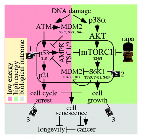 Figure 1. The integration of DNA damages response with cell growth. (1) The ATM response (red box) activates p53 to inhibit mTORC1 through AMPK/TSC1/2. (2) The p38α/AKT/mTORC1/S6K1 response (green box) inhibits MDM2 suppression of p53 which inhibits mTORC1. (3) The combination of p53/p21 cell cycle arrest and mTORC1-induced cell growth may result in cellular senescence, which, in turn, may impact cancer and longevity.