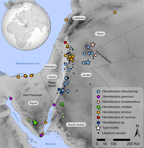 Fig. 1. Distribution of the genus Hemidactylus in Jordan and neighbouring countries. Large colourful symbols indicate the origin of the DNA-barcoded material. The light green symbols show records of H. mindiae that were not included in this study. Stars denote type localities. Black dots show literature records from Jordan that were referred to as H. turcicus and which need to be re-examined either morphologically or genetically. Colours correspond to those in Fig. 2.