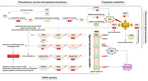 Figure 7. Crosstalking signal transduction related pathways in H. spontaneum under salt stress indicating sources of signals, signal transduction cascades and biological process responses. Cho = chorismate, Phe = phenylalanine, Tyr = tyrosine, Ant = anthranilate, Trp = tryptophan, IAA = indole acetic acid, ARF = auxin response factor, GH3.8 = Gretchen Hagen 3.8, ABA = abscisic acid, ERL1 = LRR receptor-like serine/threonine-protein kinase 1, MPK = mitogen-activated protein kinase, MKK = MPK kinase, MEKK = MKK kinase, YODA = KEKK4, CaM4 = calmodulin-4. The four-box configuration, from left to right, refers to regulation at 0 (control), 2, 12 and 24 h time points of salt stress, respectively. Upregulated transcripts at a given time point are shown in red boxes, whilst downregulated transcripts are shown in green boxes. Unregulated transcripts are shown in grey boxes.