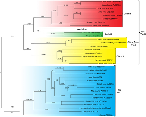 Fig. 4 Phylogenetic tree based on the mammarenavirus complete S segments, with ML and Bayesian methods, using the evolutionary model GTR + G + l. Numbers (≥0.7/≥70) above branches indicate node probabilities or bootstrap values (MrBayes/ML). Asterisks indicate values below 0.7/70. Sequences from this study are highlighted in bold