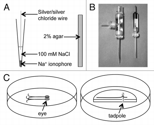 Figure 1 Ion-selective electrodes. A) NA+-selective electrode (left) and reference electrode (right). B) Ion-selective (left) and reference (right) electrodes mounted in their respective holders. C) Custom-made dishes for mounting and measuring from eyes (left) and tadpoles (right).