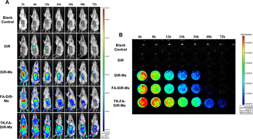 Figure 5 Real-time imaging observation and long circulation effect after intravenous administration of varying formulations in CIA rats. (A) Real-time imaging observation of varying formulations in CIA rats. (B) Long circulation effect after intravenous administration of varying formulations in CIA rats (n=3).