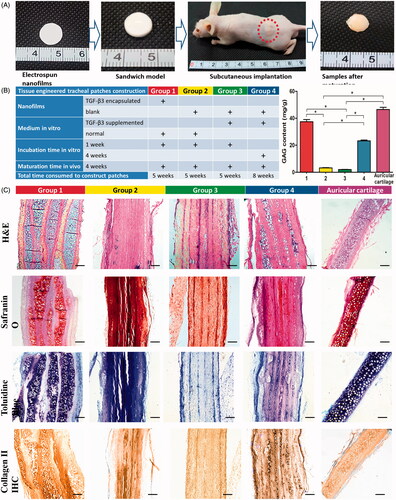 Figure 4. Chondrogenesis inducing potential evaluation (A, Sandwich model nanofilms stacking and subcutaneous implantation in nude mice; B, list of different groups, and GAG contents of different groups after subcutaneous implantation; and C, representative images of HE, Toluidine blue and Safranin O stainings, and IHC of type II collagen). Scale bars: 200 μm. * indicates statistical difference between groups.