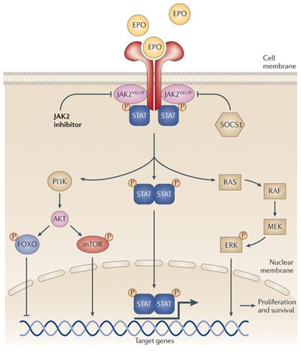 Figure 1 The JAK-STAT intracellular signaling pathway in myelofibrosis. Copyright © 2011, Nature Publishing Group. Reproduced with permission from Quintàs-Cardama A, Kantarjian H, Cortes J, Verstovsek S. Janus kinase inhibitors for the treatment of myeloproliferative neoplasias and beyond. Nat Rev Drug Discov. 2011;10(2):127–140.Citation60
