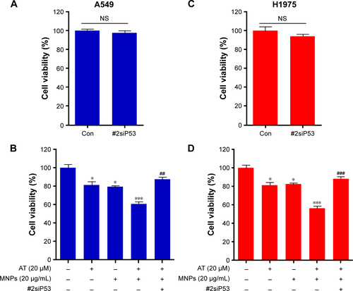 Figure S2 Effects of Fe3O4 AT-MNPs on cell viability.Notes: (A) A549 cells were transfected with siP53 2-specific sequences for 48 hours, followed by MTT analysis. (B) After transfection for 48 hours, A549 cells were treated with AT, MNPs, or a combination thereof for another 24 hours, followed by MTT analysis. (C) H1975 cells were transfected with siP53 2-specific sequences for 48 hours, followed by MTT analysis. (D) After transfection for 48 hours, H1975 cells were exposed to AT, MNPs, or a combination thereof for another 24 hours, followed by MTT analysis. Values are expressed as means ± standard error of mean. *P<0.05 and ***P<0.001 versus Con group; ##P<0.01 and ###P<0.001 versus the AT-MNP group. Analysis of variance and Dunnett’s analysis were included to compare the average of multiple groups.Abbreviations: MNPs, magnetic nanoparticles; AT, actein; siP53, small interfering p53; Con, control; NS, not significant.