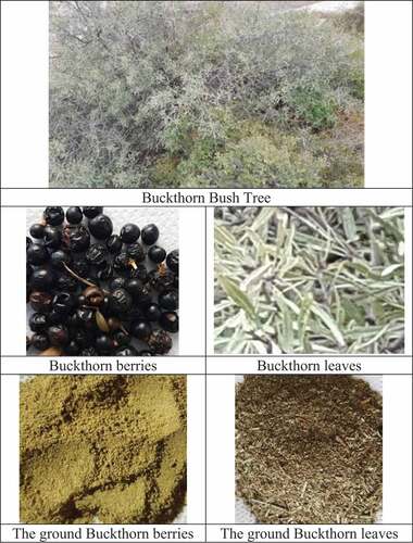 Figure 1. Buckthorn bush, berries and leaves.