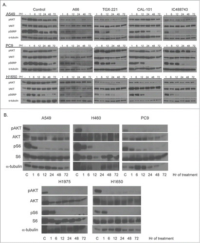 Figure 4. Isoform-selective PI3K inhibitor treatment demonstrates time-dependent inhibition of PI3K signaling. (Top) A549, PC9 and H1650 cells were treated with 1μM isoform selective inhibitors in RPMI 1640 containing 1% serum and collected at indicated times after drug addition. Untreated controls represent serum-starved cells collected at times post-serum addition. (Bottom) Cell lines were treated with 1μM ZSTK474 as in the top panel. Samples were collected for immunoblotting with indicated antibodies as described above. α-tubulin serves as the normalization control.