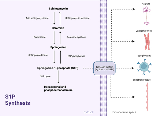 Figure 1 S1P Synthesis. Adapted from Nitric Oxide Synthesis 1, by BioRender.com (2022). Retrieved from https://app.biorender.com/biorender-templates.Citation11