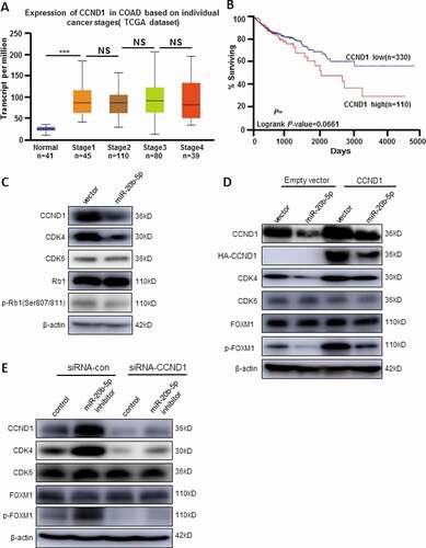 Figure 6. miR-20b-5p is a negative regulator of CCND1/CDK4/FOXM1 signaling pathway. (a) TCGA data shown the expression of CCND1 in different colon cancer stages (http://ualcan.path.uab.edu/index.html). (b) The Kaplan–Meier estimate of survival based on CCND1-expression level in colon cancer in The Cancer Genome Atlas. Colon cancer patients with high CCND1 had worse survival than that in CCND1-low-expression group (Cutoff High 25% vs Cutoff low 75%, P= 0.0661). Data was analyzed using OncoLnc (www.oncolnc.org) [Citation19]. (c) Protein Expression of CCND1, CDK4, CDK6, Rb1, p-Rb1(Ser807/811) and β-actin were detected by western blot in miR-20b-5p ectopic expressed cells or control group. (d) Empty vector or pCMV-HA-CCND1 (CDS+3'-UTR) were transfected into stably expressed miR-20b-5p/NC-HCT116 cells, respectively. The expression of CCND1, HA-CCND1，CDK4, CDK6, FOXM1, p-FOXM1 and β-actin were detected by western blot. (e) HCT116 cells were co-transfected with siRNA-CCND1/siRNA-con and miR-20b inhibitor/inhibitor control, respectively. Samples were collected for Western blot analysis. Representative western blot showed the levels of CCND1, CDK4, CDK6, FOXM1, p-FOXM1 and β-actin