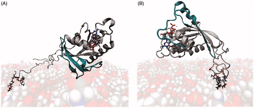 Figure 9. Exemplary final orientations of Rab5(GDP) (A) and Rab5(GTP) (B) after 500 ns of MD simulation. The proteins tilted towards the membrane surface with the switch regions (dark petrol) only partly accessible in Rab5(GDP) and solvent exposed in Rab5(GTP).
