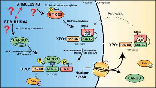 Figure 5. General model of XPO1-dependent nuclear export under STK38 control