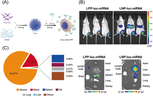 Figure 9. Biodistribution of a lipopolyplex. (a) Preparation of the lipopolyplex. (b) Luciferase expression distribution after intramuscular injection of the lipopolyplex and iLNP loading luciferase mRNA. (c) mRNA distribution evaluated by qPCR after the lipopolyplex injection. A pie chart showed the cumulative mRNA copies in each organ. Reproduced from [Citation10] under a creative commons attribution license (CC BY). Copyright © 2021 Yang et al.