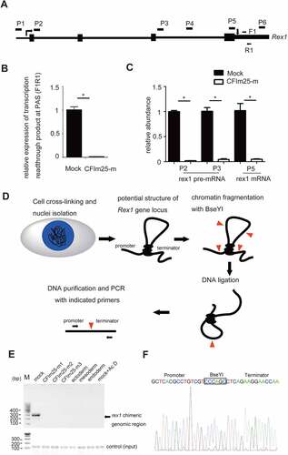 Figure 3. CFim25 knockdown/mutation impacts rex1 gene transcription in H9 cells. (A-B) A pair of primers (F1/R1) was de- signed to detect the gene transcription readthrough beyond rex1 PAS. The relative expression of extended transcript in mock and CFim25-m H9 cells was estimated by RT-qPCR analysis shown in Figure 38. Gapdh gene expression serves as internal control. Student’s t-test was used to estimate the significance of the change. *p < 0 .05. (C) RT-qPCR analysis of the expres- sion level of rex1 pre-mRNA and mRNA using indicated primers in mock and CFim25-m cells. Student’s t-test was used to estimate the significance of the change. *P < 0 .05. (D) Outline of the 3C procedure used to detect chromatin interactions be- tween promoter and terminator region for rex1 gene. (E) PCR product resulting from 3C library amplification using the prim- ers located in the promoter and terminator regions. PCR product targeting specific internal coding region of rex1 gene serves as input. Cells used for 3C library preparation are indicated above the gel image. (F) Sanger sequencing shows that the PCR products correspond to the ligated DNA fragments of the two regions located at the promoter and terminator of rex1.