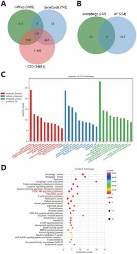 Figure 4. Functional enrichment analysis of autophagy genes. (A) The Venn diagram of intersection between differentially expressed genes in AP and screening results from GeneCards and CTD database. (B) The Venn diagram of intersection of disease genes and autophagy genes. C, GO-MF (red), GO-CC (blue) and GO-BP (green) analysis results of 21 autophagy genes. Column height indicates enrichment significance. (D) The KEGG analysis results of 21 autophagy genes. The color of the dots represents the p-value, and the dot size represents the number of enriched targets. The X-axis represents the number of enriched targets, and the Y-axis represents the pathway name.