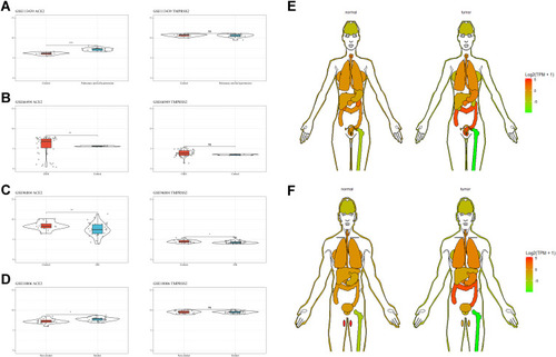 Figure 3 ACE2 and TMPRSS2 expression patterns in specific patient populations.