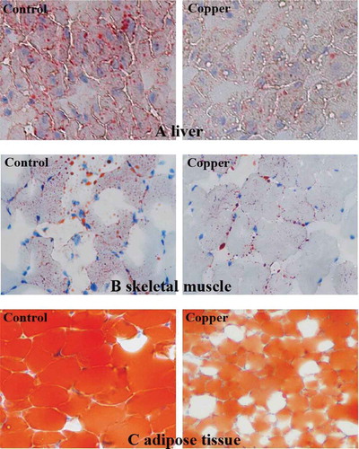 Figure 1. Oil Red O staining of cytoplasmic lipid droplets showing the effect of dietary copper treatment (45 mg/kg) on lipid accumulation in the liver (a), skeletal muscle (b), and adipose tissue (c) from rabbits (n = 8; 200×).