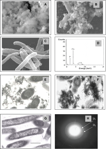 Figure 1. Scanning (A-D) and transmission (E-H) electron microscopy of Serratia cells following accumulation of calcium phosphate. Cells were examined by SEM and TEM following deposition of calcium phosphate from solution containing 1 mM Ca2+ and 5 mM glycerol 2-phosphate. Results were similar at all pH values and representative examples are shown. Magnifications are as shown. A, E: cells with calcium phosphate precipitated from solution without citrate. B, F: cells with calcium phosphate precipitated from solution with citrate. C, G: Controls (cells unsupplemented with Ca2+ and G2P). Bars are 1 μm. D: Energy dispersive X-ray emission (EDX) under environmental scanning electron microscopy (SEM mode) for A and B. H: Selected area diffraction (SAD) of areas of electron opaque material in E and F: the d-spacing values of the SAD pattern were (D1: 3.44Ǻ and D2: 2.81Ǻ) associated with strong diffraction rings of HA (002), (211) (JCPDS file 09-0432).