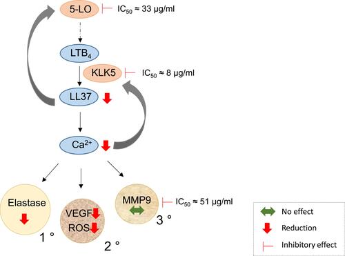 Figure 5 Scheme of the potential interaction of SBDS with the LTB4/LL-37/Ca2+/ROS-Elastase-VEGF axis. 5-LO synthesizes LTA4, a precursor of LTB4. LTB4 induces the release of LL-37 produced by degradation of cathelicidin by KLK5. LL-37 mediates a positive feedback by activating 5-LO. LL-37 induces mobilization of calcium that in turn, induces KLK5 release and the release of four different granules: primary granules (1 °) loaded with eg elastase, secondary granules (2 °) containing eg cathelicidin, tertiary granules (3 °) with eg MMP9 and fourthly, secretory vesicles (not shown). SBDS directly inhibited the activities of 5-LO, KLK5 and MMP9, as indicated by the IC50 values. In addition, SBDS reduced the release of LL-37, ROS, elastase and VEGF, as indicated by the red arrow, whereas the release of MMP9 was not influenced, as shown by the green arrow.