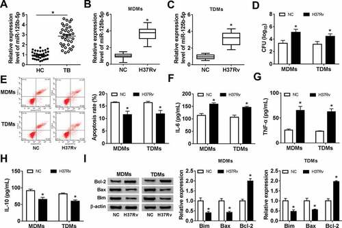 Figure 2. Expression of miR-125b-5p in human primary moncytes and macrophages infected by H37Rv in vitro. Relative expression level of miR-125b-5p was measured with real-time PCR in (a) PBMCs from HC and TB patients, and (b, c) H37Rv-infected human peripheral blood monocytes-derived macrophages (MDMs) and THP-1 cells-derived macrophages (TDMs) for 48 h. (d) The mycobacterial viability in transfected MDMs and TDMs after H37Rv infection was determined by colony-forming units (CFU) assay. (e) FACS examined apoptosis rate of H37Rv-infected MDMs and TDMs. (f-h) Enzyme-linked immunosorbent assay (ELISA) measured levels of inflammatory factors, interleukin (IL)-6, IL-10, and tumor necrosis factor (TNF)-α in cell culture supernatant of H37Rv-infected MDMs and TDMs. (i) Western blot measured levels of apoptosis-related proteins, B cell lymphoma (Bcl)-2, Bcl-2-associated X Protein (Bax), and Bcl-2-interacting mediator (Bim) in H37Rv-infected MDMs and TDMs. All experiments were performed in triplicate and * P < 0.05