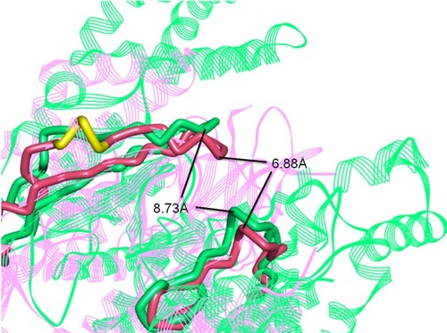 Figure 3 Superposition of three-dimensional protein crystal structures of mTOR and PI3Kα. Red: mTOR (4JSV); green: PI3Kα (6OAC). The ATP binding pocket of mTOR and PI3Kα is represented by solid tube; the other parts are represented by ribbon.
