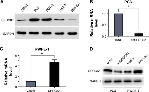 Figure 2 Successful modulation of SPOCK1 expression in prostate cancer cells.