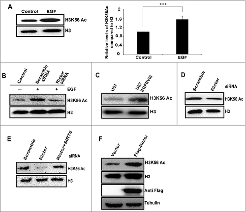 Figure 4. mTORC2 signaling upregulates H3K56Ac in glioma. (A) EGF upregulates global H3K56Ac. HeLa cells were serum starved overnight followed by treatment with EGF (100 ng/ml) for 10 min, whole cell lysates were analyzed for levels of H3K56Ac by Western blot. Quantitative bar graph demonstrates relative H3K56Ac levels. Data are represented as mean ± SD of three independent experiments. Significant P-values were obtained with Student's t-test. ***P<0.001. (B) Knockdown of rictor abrogates EGF induced H3K56Ac in HeLa cells. HeLa cells were transfected with scramble or rictor siRNA. After 48 h, cells were serum starved overnight followed by treatment with EGF (100 ng/ml) for 10 min. Cells were harvested and whole cell lysates were analyzed for H3K56Ac by Western blot. (C) H3K56Ac levels were increased in U87EGFRvIII cells. Levels of H3K56Ac was analyzed in whole cell lysates of U87 and U87 EGFRVIII cells by western blot. (D) Knockdown of rictor downregulates H3K56Ac in U87EGFRVIII cells. U87EGFRvIII cells were transfected with scramble or rictor siRNA. After 72 h of transfection, whole cell lysates were analyzed for H3K56Ac by Western blot. (E) U87EGFRVIII cells were transfected with either scramble or rictor siRNA alone or both rictor and SIRT6 siRNA. At 72 h post transfection, whole cell lysates were analyzed for levels of H3K56Ac by Western blot. (F) overexpression of rictor in U87 cells induces H3K56Ac. U87 cells were transfected with empty vector or Flag-rictor DNA constructs and H3K56Ac was analyzed in whole cell lysates by Western blot.