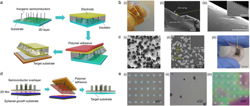 Figure 6. 2D materials-assisted semiconductor layer lift-off. (a) Schematic of the mechanical lift-off process where semiconductor devices can be fabricated on 2D by direct heteroepitaxy and/or remote epitaxy. (b) (i) A photograph, (ii) low-magnification and (iii) high-magnification SEM images of ZnO nanotube arrays, which are grown on CVD graphene by direct heteroepitaxy and then transferred on a plastic using the mechanical lift-off. The inset in (iii) shows the excellent lineup of the ZnO nanotube after the transfer. Reprinted from [Park et al., APL Mater. 4, 106104 (2016)], with the permission of AIP Publishing. (c) (i) As-grown GaN microstructures on graphene-coated sapphire by remote epitaxy. (ii) The released bottom surface of GaN microstructures encapsulated with PI, indicating that the microstructures are fully removed from the substrate. The inset shows the sapphire substrate after the mechanical lift-off. (iii) A photograph of the GaN microstructures exfoliated from a substrate using mechanical methods. Reprinted from Nano Energy, 86, Jeong et al., Transferable, flexible white light-emitting diodes of GaN p–n junction microcrystals fabricated by remote epitaxy, 106075., Copyright (2021), with permission from Elsevier. (d) Schematic illustration of the thru-hole epitaxy process, where 2D materials act as a lift-off layer, while epitaxial growth occurs through openings within the 2D materials. This process also involves a mechanical exfoliation. (e) Plan-view optical microscope images of the (i) ZnO microrod arrays grown on planner ZnO/MoS2/GaN/sapphire, (ii) surface of GaN/sapphire after ZnO layers were fully detached mechanically and (iii) ZnO microrods transferred onto a foreign substrate without any observable damage. Reprinted (adapted) with permission from [Lee et al., Cryst. Growth Des. 22, 12 (2022)]. Copyright {2022} American Chemical Society.