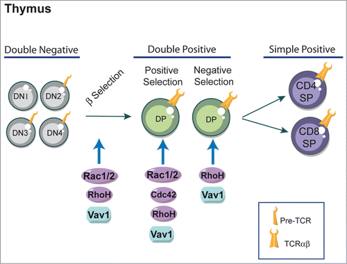 Figure 1. Rho-GTPases and thymic development of T cells. Differentiation of T cells occurs within the thymus. Most T cells develop along 3 steps: CD4− CD8− double negative (DN), CD4+ CD8+ double positive (DP) and mature CD4+ or CD8+ single positive (SP) stages. Key regulatory signals are mediated through both the pre-TCR and TCR complexes. Signals from the pre-TCR allow cells to differentiate into DP cells and proliferate (β-selection). DP T cells rearrange their TCR and undergo further maturation process that leads to positive selection or nedative selection depenting to TCR binding avidity. DP cells with a MHC class I-restricted TCR differentiate into CD8+ SP T cells, whereas MHC class II-restricted cells are directed into CD4+ SP T cells. The Rho-GTPases shown to influence thymic selection using Rho-GTPases-deficient mice are indicated in the figure and discussed in more detail in the text.