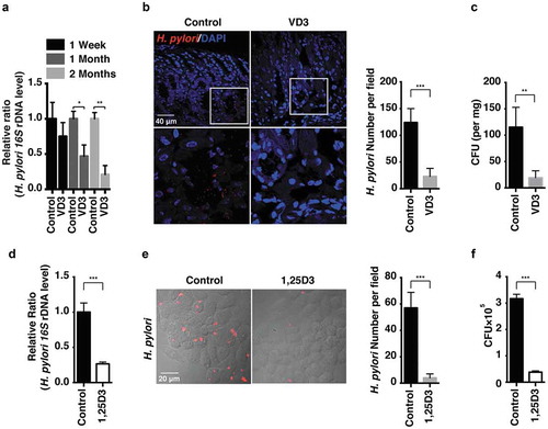 Figure 1. H. pylori was eradicated by VD3 both in vivo and in vitro. (a–c) C57BL/6 mice (n = 8 per group) were infected with H. pylori SS1 strain for 1 month, and then administered with or without VD3 (1000 IU/kg, intragavage) every other day for the indicated times. (a) Mouse gastric tissues were extracted for DNA. H. pylori levels were quantified by real-time PCR, detecting H. pylori-specific 16S ribosomal DNA. Mouse Gapdh was used as the internal control. (b) Paraffin-embedded sections of mouse stomachs from the 2-months group were stained to visualize H. pylori (red) and nuclei (blue). Fifty visual fields per group were randomly selected to count bacteria number. Scale bar: 40 µm. (c) Mouse gastric tissues from the 2-months group were harvested and weighed, and then homogenized in sterile PBS. Following serial dilution, samples plated on H. pylori-selective blood agar plates were incubated for 1 week to count colony number. (d–f) HFE145 cells were infected with H. pylori SS1 strain (MOI 100) and treated with 1,25D3 (200 nM, 72 h) as detailed in ‘Materials and Methods’ (n = 3). (d) Intracellular H. pylori DNA levels were measured by real-time PCR, detecting H. pylori-specific 16S ribosomal DNA. Gapdh was used as the internal control. (e) Cells were stained to visualize H. pylori (red). Thirty visual fields from each group were randomly selected to count bacteria number. Scale bar: 20 µm. (f) Cells were permeabilized with 0.5% saponin for 15 min at room temperature, then plated on blood agar plates with serial dilutions, and cultured for 1 week to count colony number. All the quantitative data are presented as means ± S.E.M. *P < 0.05; **P < 0.01; ***P < 0.001.