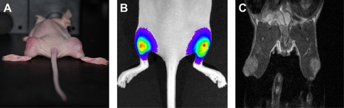 Figure S5 (A) picture of the tumor-bearing animals. (B) Magnetic resonance image of animals showing the two tumors, one in each limb. (C) In vivo bioluminescence image illustrated in a color-coded intensity map.