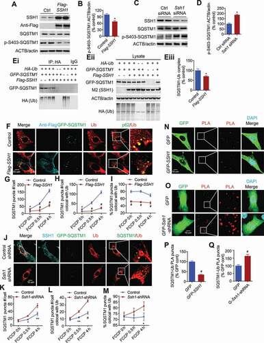 Figure 4. SSH1 decreases SQSTM1 Ser403 phosphorylation and inhibits SQSTM1-ubiquitin binding. (A) Representative blots of p-S403-SQSTM1 from HT22 cells transfected with vector control (p3xFlag) or Flag-SSH1. (B) Quantitative graph of figure A expressed as means ± SEM, 2-tailed t-test, P = 0.0421, n = 4/condition, *p < 0.05. (C) Representative blots of p-S403-SQSTM1 from HT22 cells transfected with control siRNA or Ssh1-siRNA. (D) Quantitative graph of figure C expressed as means ± SEM, 2-tailed t-test, P = 0.0115, n = 4/condition *p < 0.05. (E) Representative blots showing co-immunoprecipitation of HA-ubiquitin and GFP-SQSTM1 in HT22 cells co-transfected with HA-ubiquitin, GFP-Sqsrm1 and control (p3xFlag) or Flag-SSH1. Figure Eiii shows quantitative graph of figure Ei (SQSTM1-ubiqutin co-IP) expressed as means ± SEM, 2-tailed t-test, *P = 0.0144, n = 4/condition. (F) Representative images at 4 h FCCP condition with white insets magnified. HT22 cells co-transfected with GFP-Sqstm1 and vector control (p3xFlag) or Flag-SSH1, treated with 5 μM FCCP for 4 h, 0.5 h, or 0 h (DMSO), and subjected to staining for Flag-M2 (light blue), and ubiquitin (red) and direct fluorescence imaging (green: GFP). (G-I) Quantitative graphs of figure F expressed as means ± SEM, 2-way ANOVA: (G) group F(1, 124) = 116.2, df = 1, P < 0.0001; (H) group F(1, 124) = 741.3, df = 1, P < 0.0001; (I) group F(1, 124) = 484.6, df = 1, P < 0.0001, followed by Sidak’s posthoc test, n ≥ 20/condition from 3 different experiments, *p < 0.05, #p < 0.0001. (J) Representative images at 4 h FCCP condition with white insets magnified. HT22 cells co-transfected with GFP-Sqstm1 and Ssh1-shRNA, treated with 5 μM FCCP for 4 h, 0.5 h, or 0 h (DMSO), and subjected to staining for SSH1 (light blue), and ubiquitin (red) and direct fluorescence imaging (green: GFP). (K–M) Quantitative graphs of figure J expressed as means ± SEM, 2-way ANOVA: (K) group F(1, 84) = 53.79, df = 1, P < 0.0001; (L) group F(1, 84) = 65.44, df = 1, P < 0.0001; (M) group F(1, 84) = 3.878, df = 1, P = 0.0502, followed by Sidak’s posthoc test, n ≥ 14/condition from 3 different experiments, *p < 0.05, **p < 0.005, #p < 0.0001. (N) Representative images with white insets magnified. HT22 cells transfected with control (GFP) or GFP-SSH1 and subjected to in situ PLA for SQSTM1-ubiqutin complexes (red) or direct imaging (GFP: green). (O) Representative images with white insets magnified. HT22 cells transfected with control (GFP) or GFP-Ssh1-shRNA and subjected to in situ PLA for SQSTM1-ubiqutin complexes (red) or direct imaging (GFP: green). (P and Q) Quantitative graphs of figure N expressed as means ± SEM, 2-tailed t-tests (P) P < 0.0001; (Q) P < 0.0001, n ≥ 18/condition from 3 different experiments, #p < 0.0001