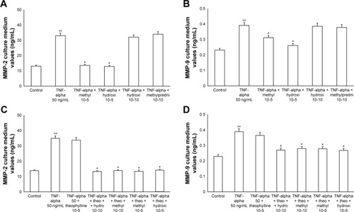 Figure 5 Primary HBECs under TNF-alpha (50 ng/mL) stimuli in the presence or absence of either methylprednisone (10−5 M) or hydrocortisone (10−10 M) in 24-h treatment. (A) Expression of MMP-2 and (B) MMP-9 in the absence of theophylline. (C) Expression of MMP-2 and (D) MMP-9 in the presence of theophylline (10−5 M). Protein levels were determined by Western blot analysis.