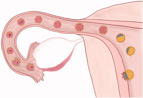 Figure 7. Sophia Lappe – Illustration of week one of development shows the implantation of the blastocyst into the uterine wall.
