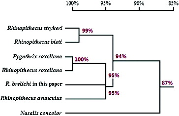 Figure 5. Homology tree from DNA sequencing of mitochondrial genes. Note: This homology tree was generated with DNAMAN12.0 program. Based on the partial sequence of the mitochondrial genes that we sequenced, we observed the closest relationship between R. brelichi, Pygathrix roxellana, Rhinopithecus roxellana and Rhinopithecus avunculus (at least 95% identity for this region). The relationship between R. brelichi and Nasalis concolor was less–only 87% of the sequences were identical.