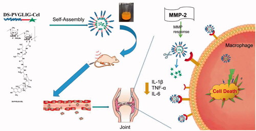 Figure 1. Design and schematic illustration of DPC@Cel.