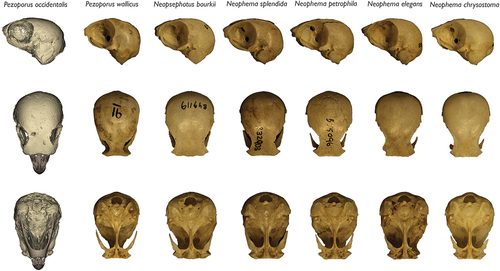 Figure 2. Crania of pezoporine parrots in lateral (top row), dorsal (middle), and ventral (bottom row) views (scaled to same height/length). Left to right: P. occidentalis holotype, NHMUK 1881.1.17.71 (https://doi.org/10.17602/M2/M434579); P. wallicus, ANWC 23818; Neopsephotus bourkii, SAM B49119; Neophema splendida, SAM B32903; Neophema petrophila, SAM B55096; Neophema elegans, SAM B51230; Neophema chrysostoma, SAM B3110.