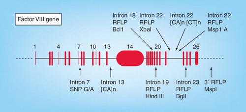 Figure 1. Exonic and intronic regions (26) of the Factor VIII gene with informative sites.RFLP: Restriction fragment length polymorphism; SNP: Single-nucleotide polymorphism.