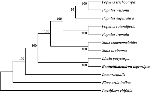 Figure 1. Phylogenetic relationships of 12 seed plants based on plastome sequences. Bootstrap percentages are indicated for each branch. GenBank accession numbers: Flacourtia indica (MG262341), Passiflora vitifolia (MF807947.1), Idesia polycarpa (KX229742), Itoa orientalis (MG262342), Populus tremula (KP861984.1), Populus rotundifolia (KX425853.1), Populus euphratica (KJ624919), Populus trichocarpa (EF489041), Populus wilsonii (MG262359), Salix chaenomeloides (MG262362), Salix oreinoma (MF189168.1).