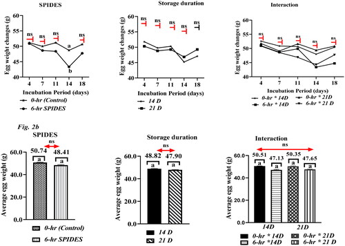 Figure 2. Representative profile of the impact of storage duration, SPIDES, and their interaction on egg weight (a) and average egg weight (b) during incubation. Data with bars having similar superscripts showed no significant difference (p > 0.05): ns: not significantly different; 0-h SPIDES – eggs that did not receive short period incubation during (control); 6-h SPIDES: eggs that received 6-h short period incubation during egg storage.