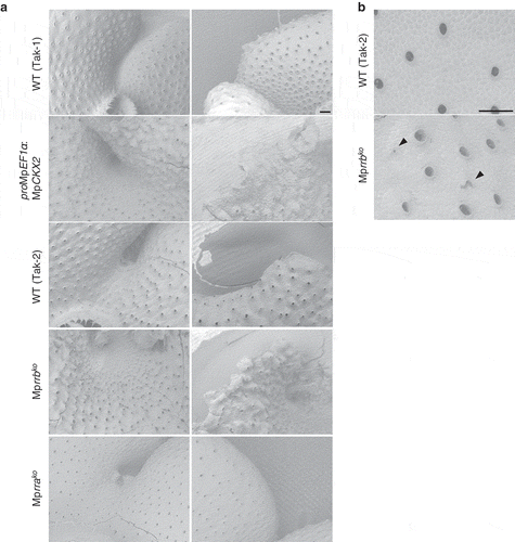 Figure 2. Scanning electron micrographs of the MpCKX2-overexpressing line and the knockout lines of MpRRA and MpRRB. (a) Apical notch regions (left) and thallus margins (right). The MpCKX2-overexpressing line and the knockout lines of MpRRA and MpRRB are male and female lines, which have Tak-1 and F1 background, respectively. (b) Magnified images of the dorsal side of thalli. Thallus tips were cultured for 14 days and observed with a scanning electron microscope TM3000 (hitachi high technologies). Arrowheads indicate air pores without a circular shape. Bars represent 200 µm.